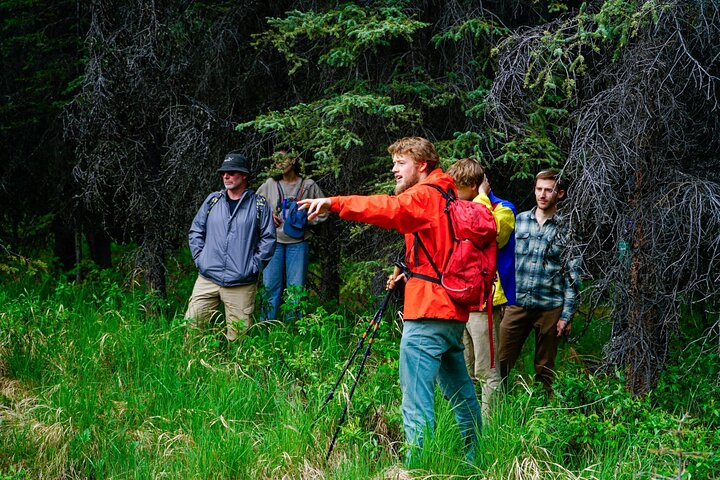 Denali Park Nature Walk (3 Hours) w/Expert Naturalist - Photo 1 of 10